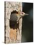 Golden-Fronted Woodpecker, Mcallen, Texas, USA-Larry Ditto-Stretched Canvas