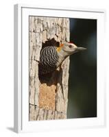 Golden-Fronted Woodpecker, Mcallen, Texas, USA-Larry Ditto-Framed Photographic Print