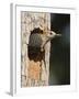Golden-Fronted Woodpecker, Mcallen, Texas, USA-Larry Ditto-Framed Photographic Print