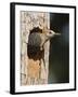 Golden-Fronted Woodpecker, Mcallen, Texas, USA-Larry Ditto-Framed Photographic Print