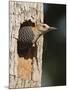 Golden-Fronted Woodpecker, Mcallen, Texas, USA-Larry Ditto-Mounted Photographic Print