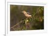 Golden-fronted Woodpecker (Melanerpes aurifrons) perched-Larry Ditto-Framed Photographic Print