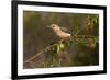 Golden-fronted Woodpecker (Melanerpes aurifrons) perched-Larry Ditto-Framed Photographic Print