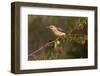 Golden-fronted Woodpecker (Melanerpes aurifrons) perched-Larry Ditto-Framed Photographic Print