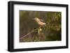 Golden-fronted Woodpecker (Melanerpes aurifrons) perched-Larry Ditto-Framed Photographic Print