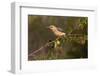 Golden-fronted Woodpecker (Melanerpes aurifrons) perched-Larry Ditto-Framed Photographic Print