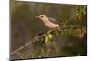 Golden-fronted Woodpecker (Melanerpes aurifrons) perched-Larry Ditto-Mounted Photographic Print