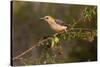 Golden-fronted Woodpecker (Melanerpes aurifrons) perched-Larry Ditto-Stretched Canvas