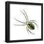 Golden Garden Spider (Argiope Aurantia), Arachnids-Encyclopaedia Britannica-Framed Poster