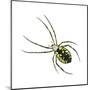 Golden Garden Spider (Argiope Aurantia), Arachnids-Encyclopaedia Britannica-Mounted Poster