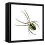 Golden Garden Spider (Argiope Aurantia), Arachnids-Encyclopaedia Britannica-Framed Stretched Canvas