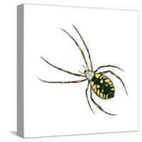 Golden Garden Spider (Argiope Aurantia), Arachnids-Encyclopaedia Britannica-Stretched Canvas
