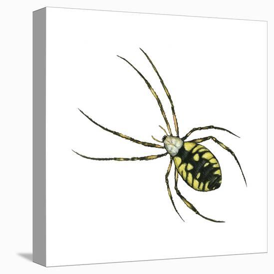 Golden Garden Spider (Argiope Aurantia), Arachnids-Encyclopaedia Britannica-Stretched Canvas