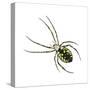 Golden Garden Spider (Argiope Aurantia), Arachnids-Encyclopaedia Britannica-Stretched Canvas