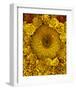 Golden Garden Sunflowers & Marigolds-null-Framed Art Print