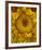 Golden Garden Sunflowers & Marigolds-null-Framed Art Print