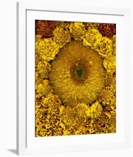 Golden Garden Sunflowers & Marigolds-null-Framed Art Print