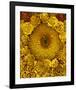 Golden Garden Sunflowers & Marigolds-null-Framed Art Print