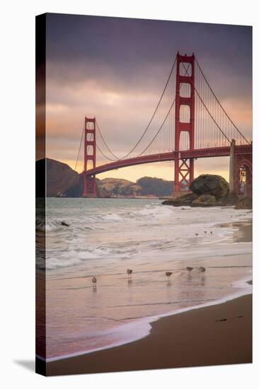 Golden Gate Bridge and Shore Birds, San Francisco-null-Stretched Canvas