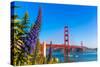 Golden Gate Bridge San Francisco Purple Flowers Echium Candicans in California-holbox-Stretched Canvas