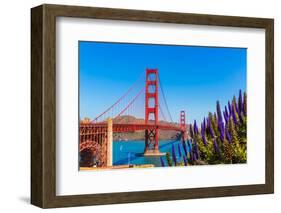 Golden Gate Bridge San Francisco Purple Flowers Echium Candicans in California-holbox-Framed Photographic Print