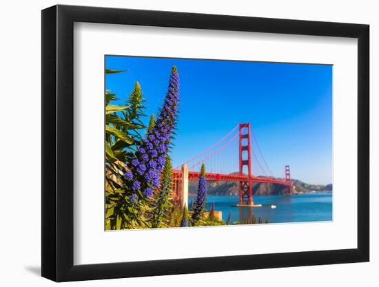 Golden Gate Bridge San Francisco Purple Flowers Echium Candicans in California-holbox-Framed Photographic Print