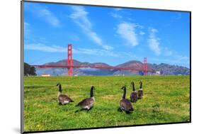 Golden Gate Bridge with Gooses-prochasson-Mounted Photographic Print