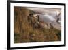 Golden Geese-Steve Hunziker-Framed Art Print