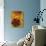 Golden Geometric Pentagons-Tim Kahane-Photographic Print displayed on a wall