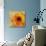 Golden Gerbera I-Art Licensing Studio-Giclee Print displayed on a wall