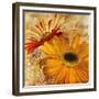 Golden Gerbera II-Art Licensing Studio-Framed Giclee Print