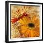 Golden Gerbera II-Art Licensing Studio-Framed Giclee Print