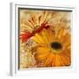 Golden Gerbera II-Art Licensing Studio-Framed Giclee Print