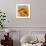 Golden Gerbera II-Art Licensing Studio-Framed Giclee Print displayed on a wall