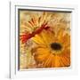 Golden Gerbera II-Art Licensing Studio-Framed Giclee Print