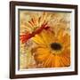 Golden Gerbera II-Art Licensing Studio-Framed Giclee Print