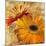 Golden Gerbera II-Art Licensing Studio-Mounted Giclee Print