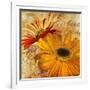 Golden Gerbera II-Art Licensing Studio-Framed Giclee Print