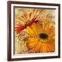 Golden Gerbera II-Art Licensing Studio-Framed Giclee Print