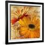 Golden Gerbera II-Art Licensing Studio-Framed Giclee Print