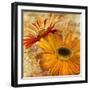 Golden Gerbera II-Art Licensing Studio-Framed Giclee Print