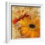 Golden Gerbera II-Art Licensing Studio-Framed Giclee Print