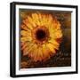 Golden Gerbera III-Art Licensing Studio-Framed Giclee Print