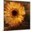 Golden Gerbera III-Art Licensing Studio-Mounted Giclee Print