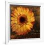 Golden Gerbera III-Art Licensing Studio-Framed Giclee Print