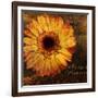 Golden Gerbera III-Art Licensing Studio-Framed Giclee Print