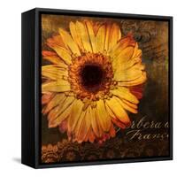 Golden Gerbera III-Art Licensing Studio-Framed Stretched Canvas