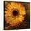 Golden Gerbera III-Art Licensing Studio-Stretched Canvas