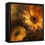Golden Gerbera IV-Art Licensing Studio-Framed Stretched Canvas