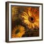 Golden Gerbera IV-Art Licensing Studio-Framed Giclee Print